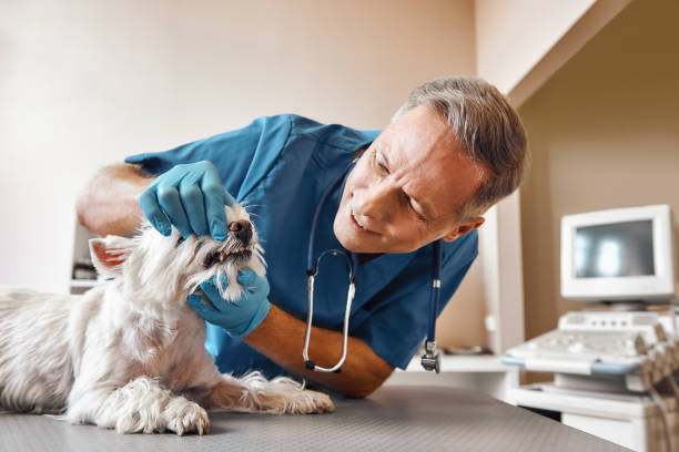 Best After-Hours Dental Trauma Care in Oak Park, MI